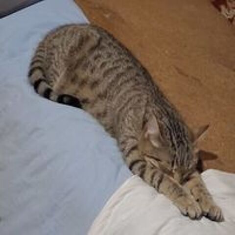   Bonjour.
Mau Egyptien  