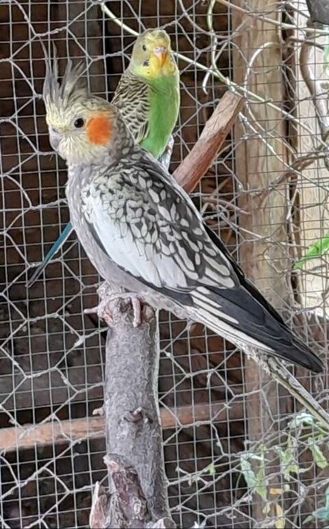 PERRUCHES Calopsitte grises à adopter via l'association UMA 15 56220 Peillac