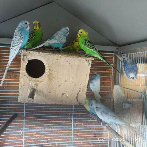 Perruches 30 77400 Saint-thibault-des-vignes