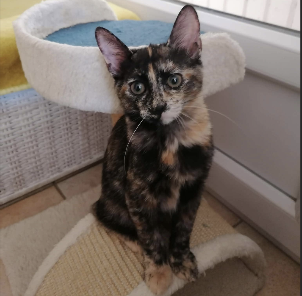   DINA 