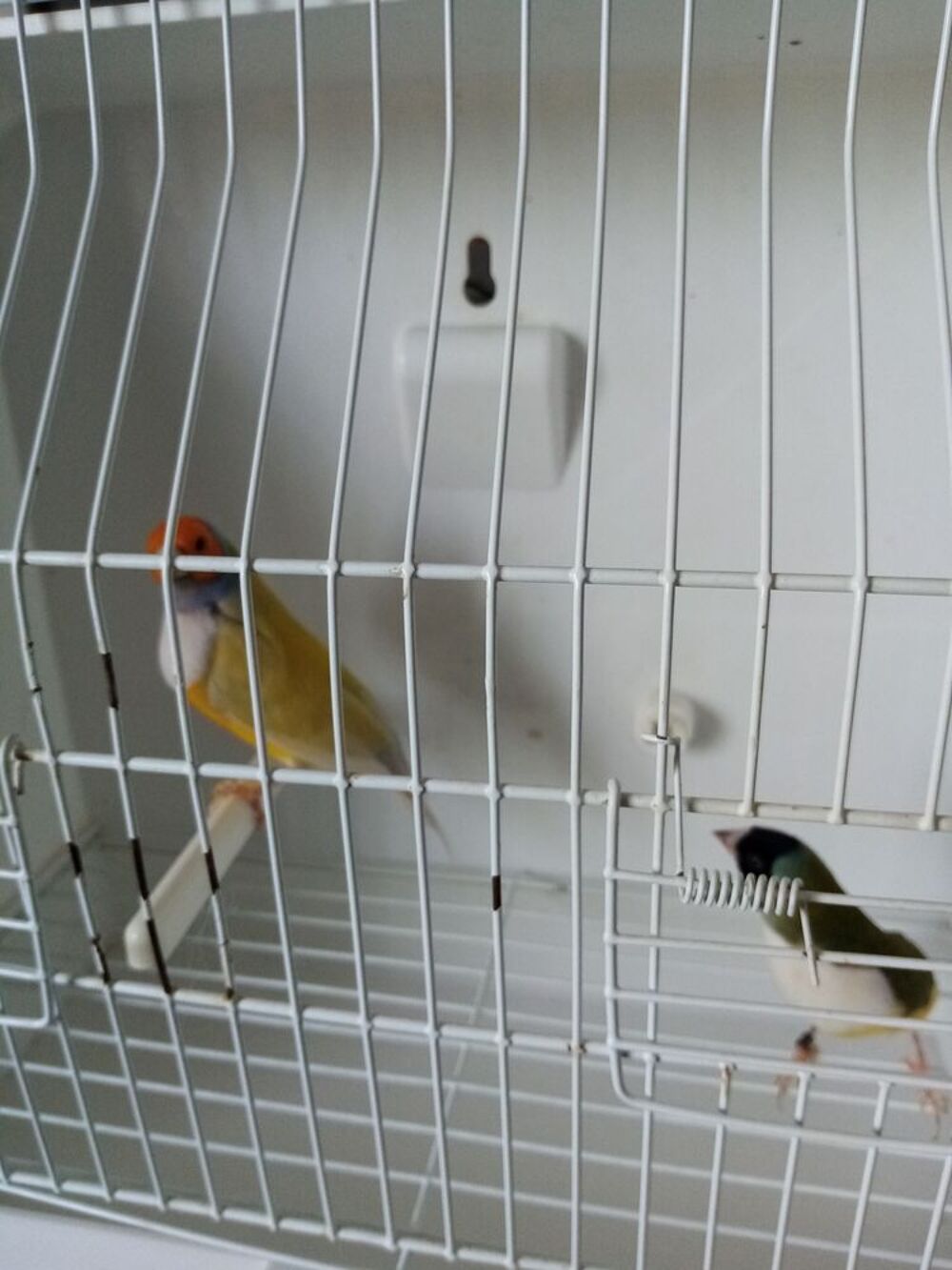   Cpl de diamant gould  