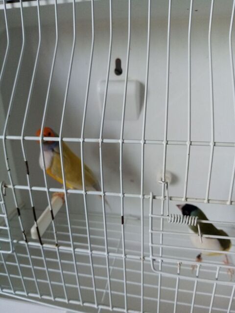 Cpl de diamant gould 100 94190 Villeneuve-saint-georges