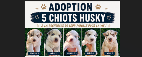 5 chiots Husky recherchent leur future famille pour la vie 0 91310 Longpont-sur-orge