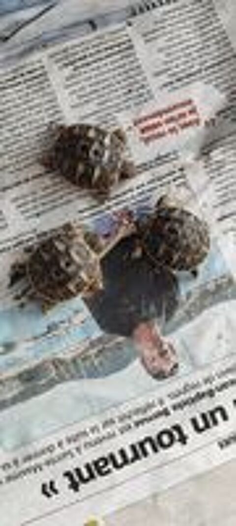   BEBES TORTUES 