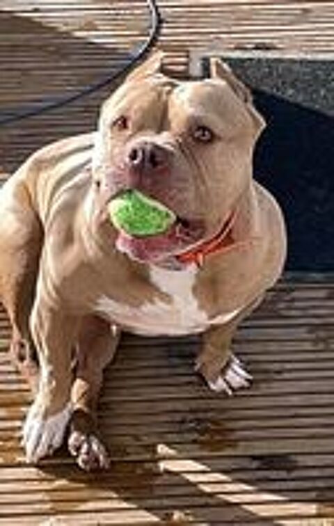   MISS MARYLINE, adorable American Bully � l'adoption 