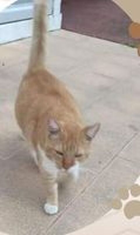   ronron chat  l'adoption 