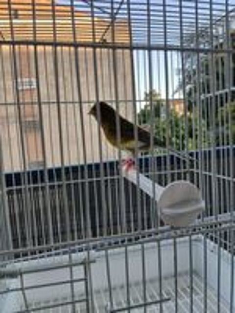   Canaris males et femelles 