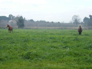  Terrain � vendre 10000 m� Latour-bas-elne