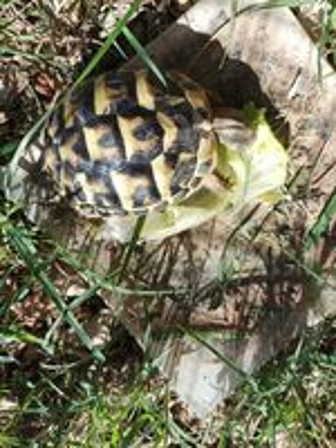   Tortues de terres hh 