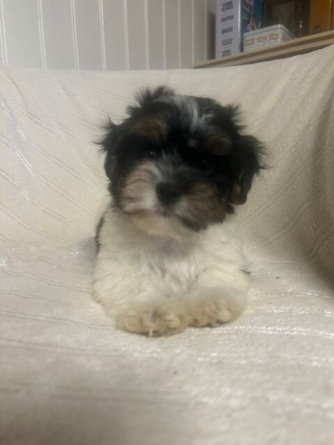 Bichon havanais 1050 85340 Les sables-d'olonne