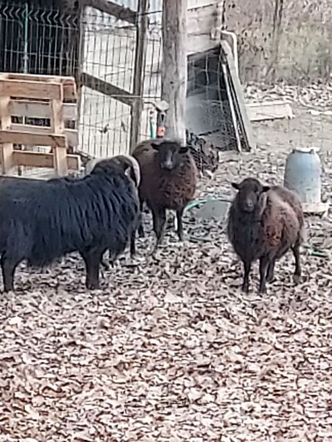 B&eacute;liers ouessant 60 32160 Saint-aunix-lengros