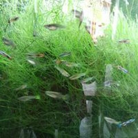   plantes aquarium et guppy 