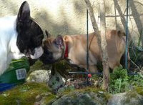   A réserver chiots bouledogue Français Excellent ligne 