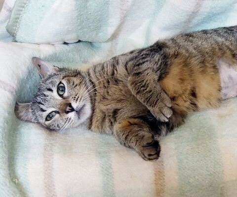 Liberty gentille chatte tigrée 2 ans cherche famille 120 11000 Carcassonne