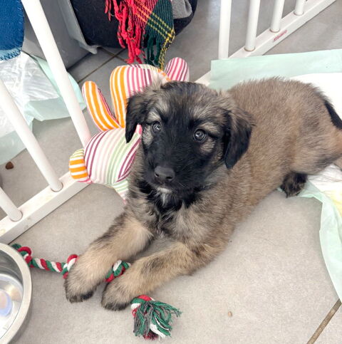 Baloo est &agrave; l'adoption! 0 34000 Montpellier