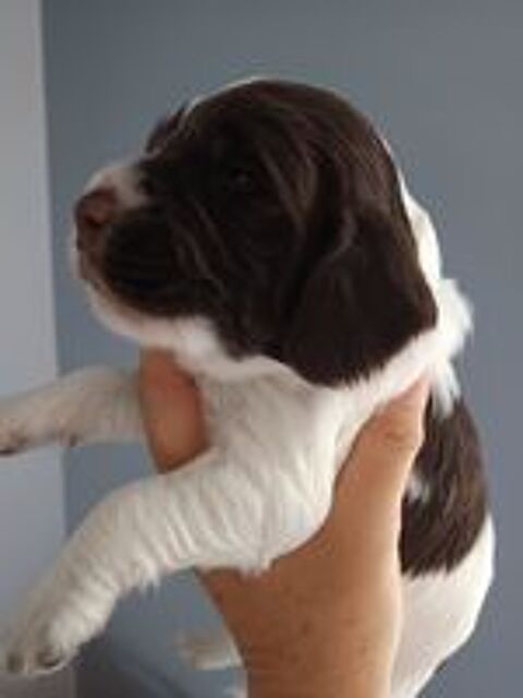   Chiots English Springer Spaniel  