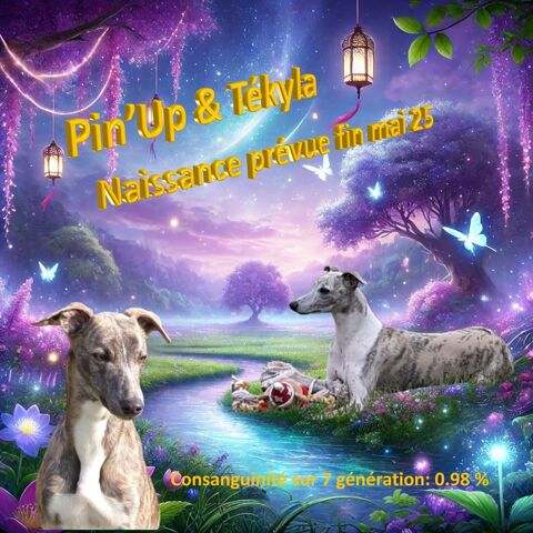Ma jolie petite famille whippet 1300 18340 Levet