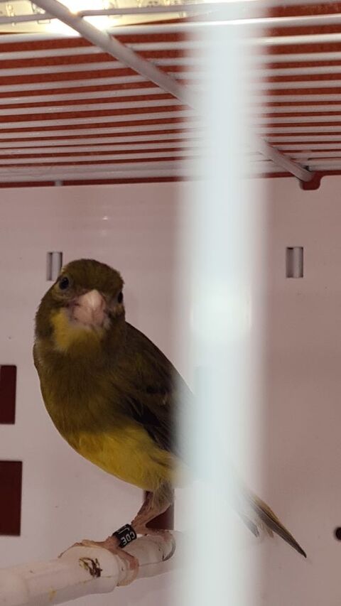 Canaris Raza 80 33860 Marcillac