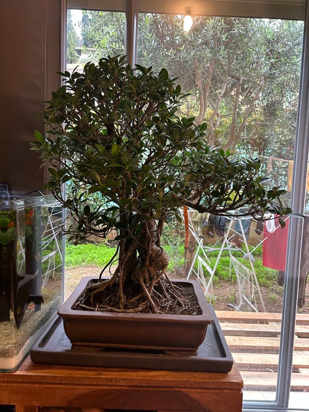 Bonsa&iuml; + 40 ans Jardin