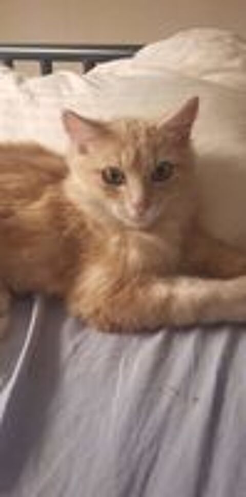   Adoption chaton de 5 mois 