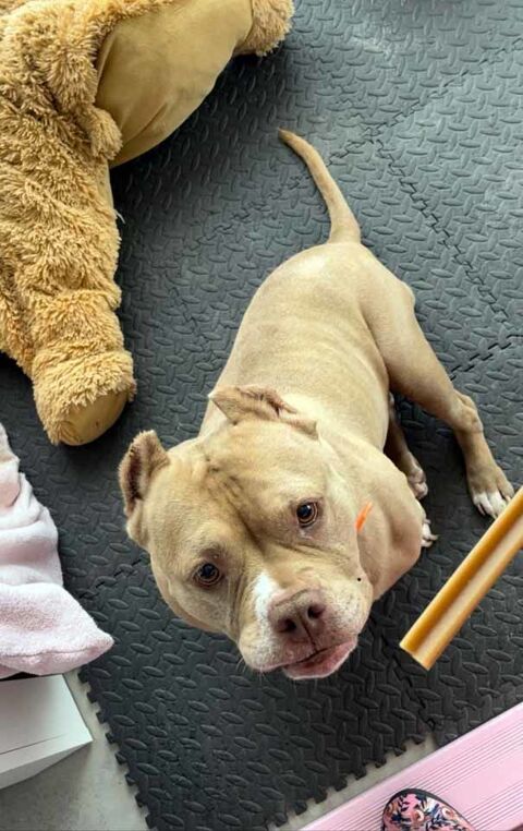 MISS MARYLINE, adorable American Bully  l'adoption 44690 Maisdon-sur-svre