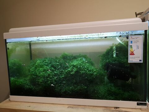 aquarium 60 litres éclairage LED Avec crevettes 50 95550 Bessancourt