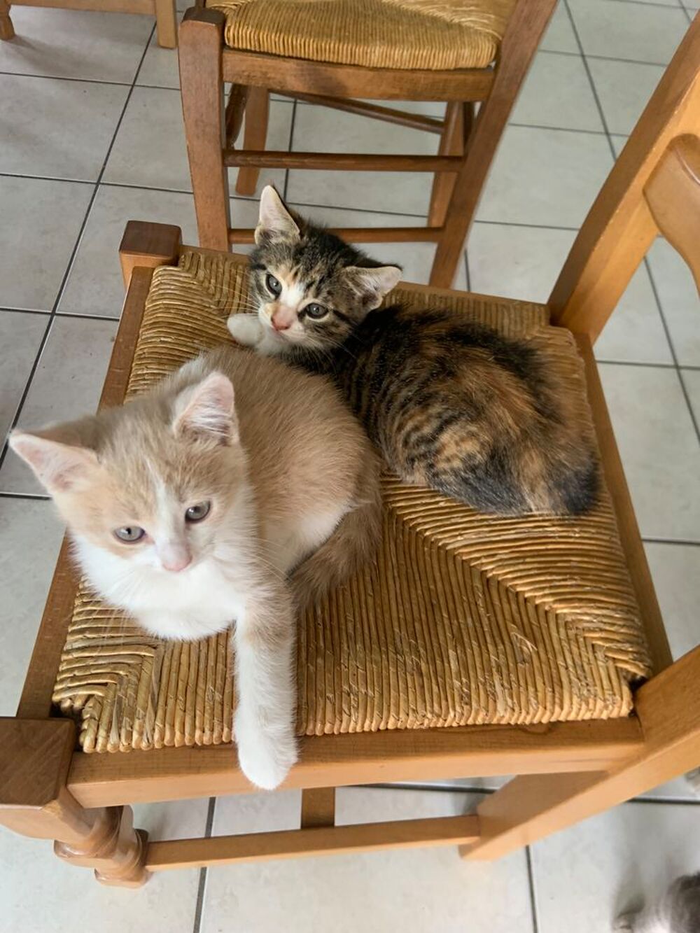  5 Chatons à donner 