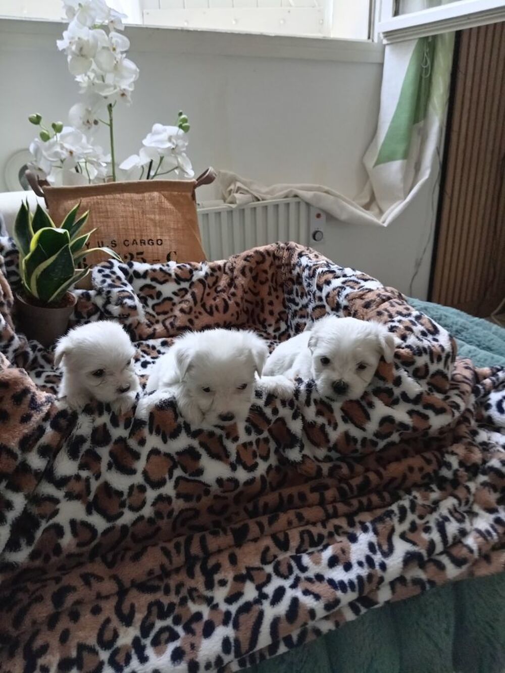   A réserver : magnifiques chiots bichons maltais 