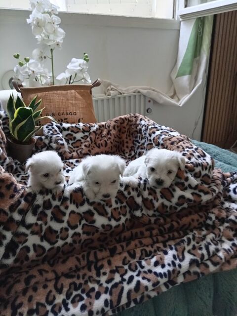 A r&eacute;server : magnifiques chiots bichons maltais 900 11110 Coursan