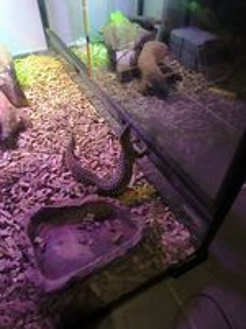   Varanus Acanthurus (Varan à queue épineuse) 