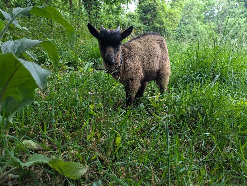   Boulette, bouc nain à adopter 