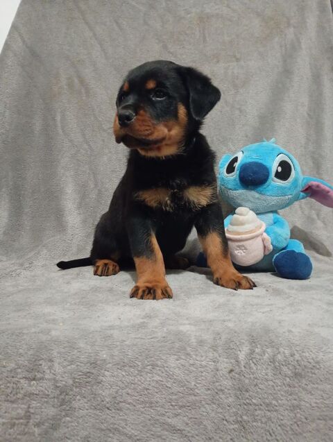 Chiots Rottweiller LOF à réserver 1200 79120 Lezay