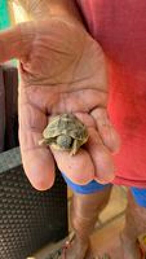   Tortues terrestres (nées en aout 2026) 