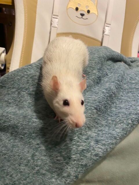 Rat femelle 10 32340 Miradoux