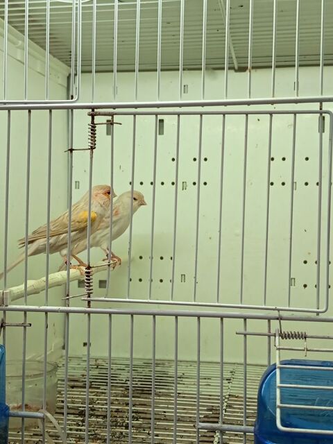 couple canaris 40 44390 Nort-sur-erdre