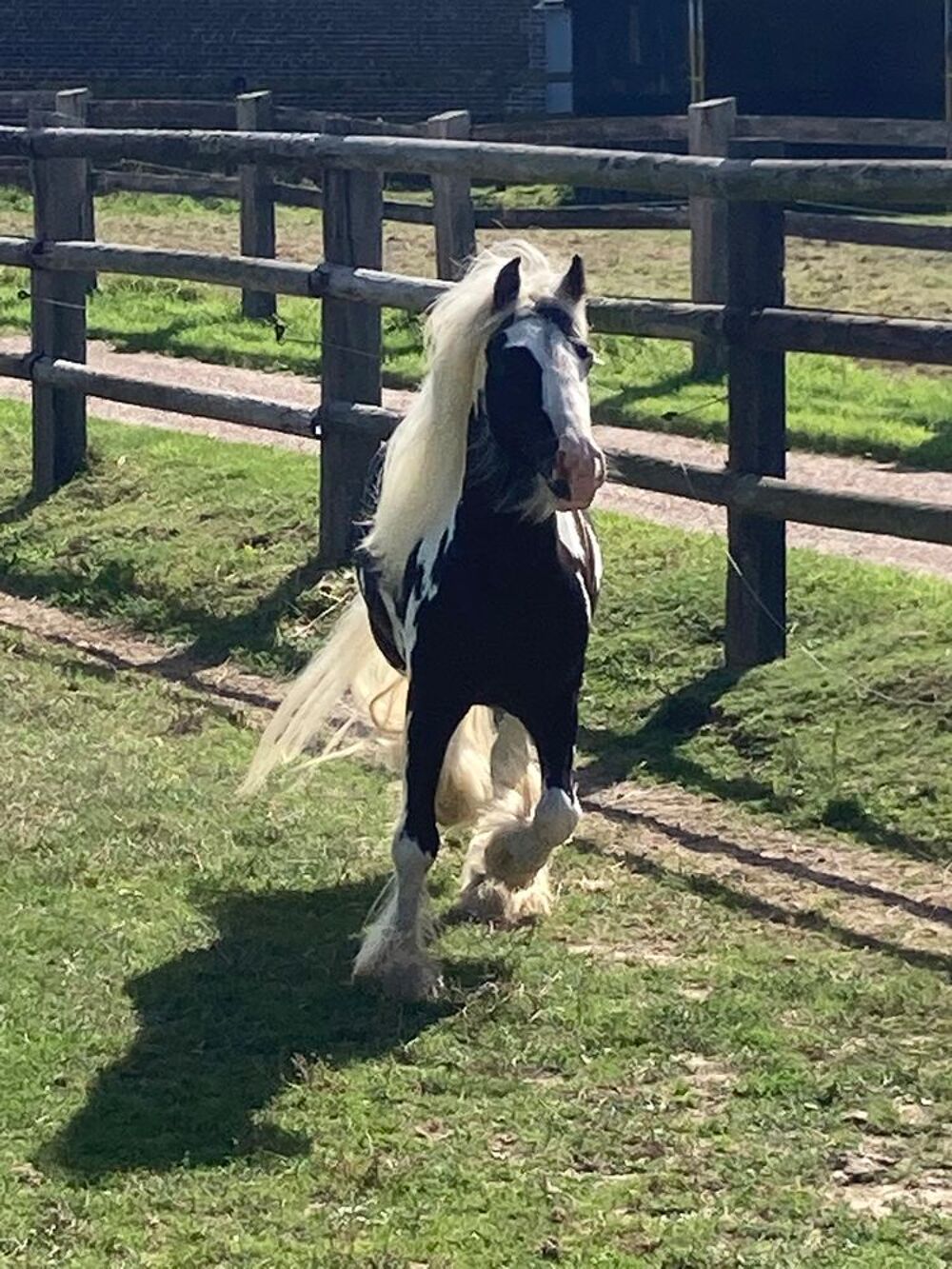   Magnifique poney pie noir 
