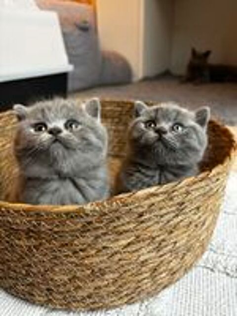    Deux magnifiques femelles British Shorthair bleu à la ré 