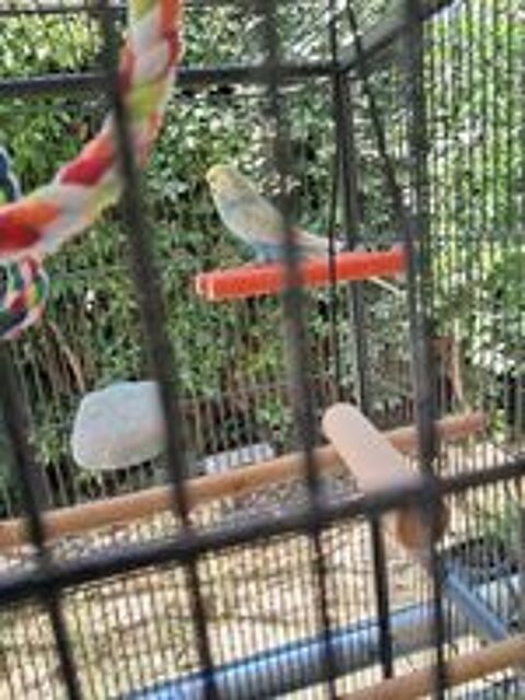   Cage + Oiseau 