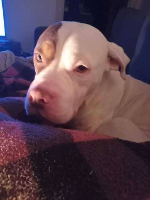 femelle bully de 2 ans 1000 33610 Cestas