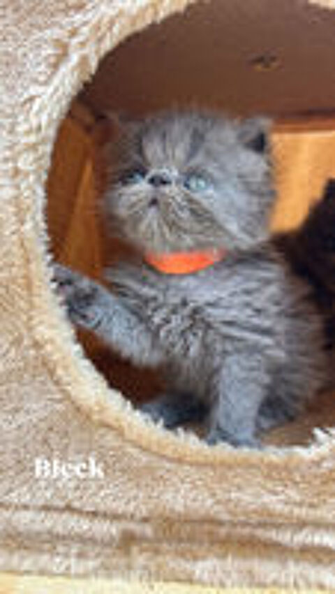   Chaton persan LOOF 
