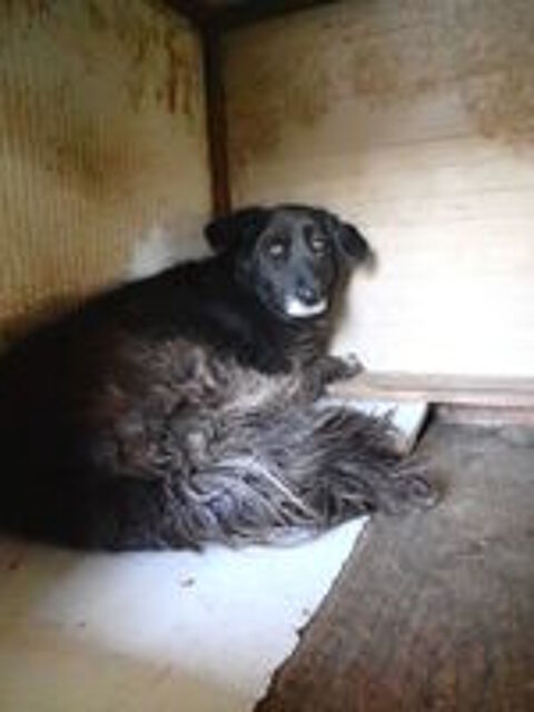   Priya à l'adoption 