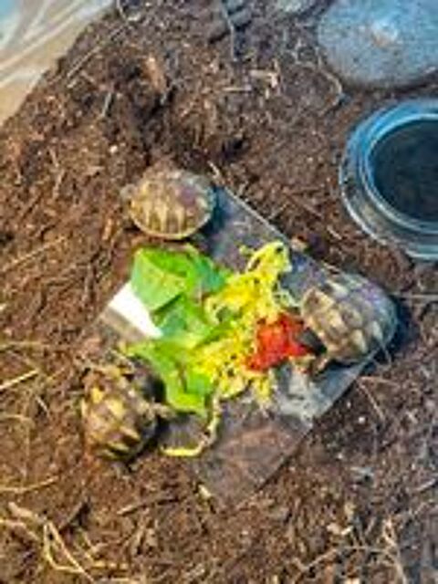   Tortues terrestre 