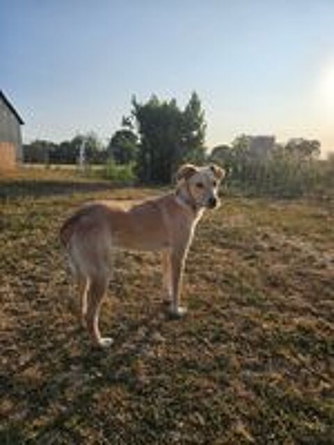   MANDY croisée labrador 2 ans 