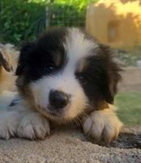   Chiot berger americain miniature lof 
