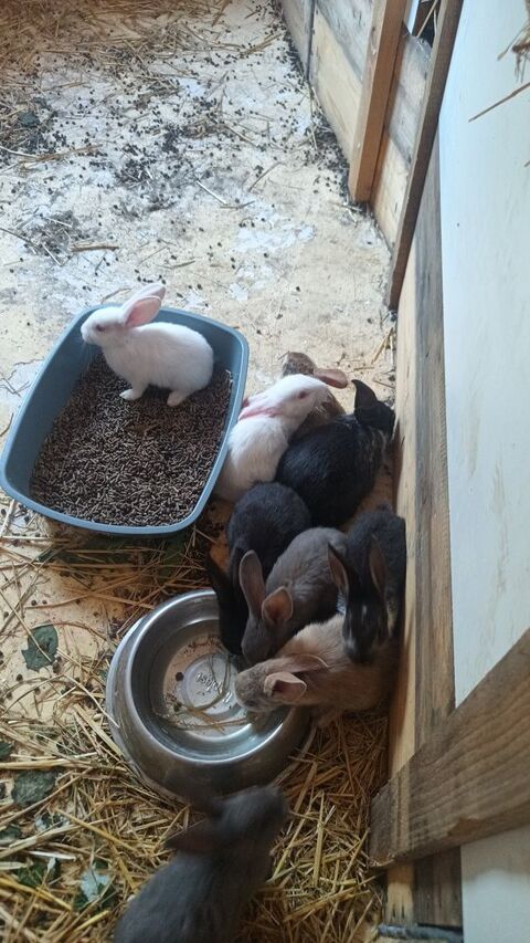 Bébé lapin géant papillons 20 84500 Bollne