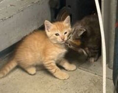   chaton a adopter 