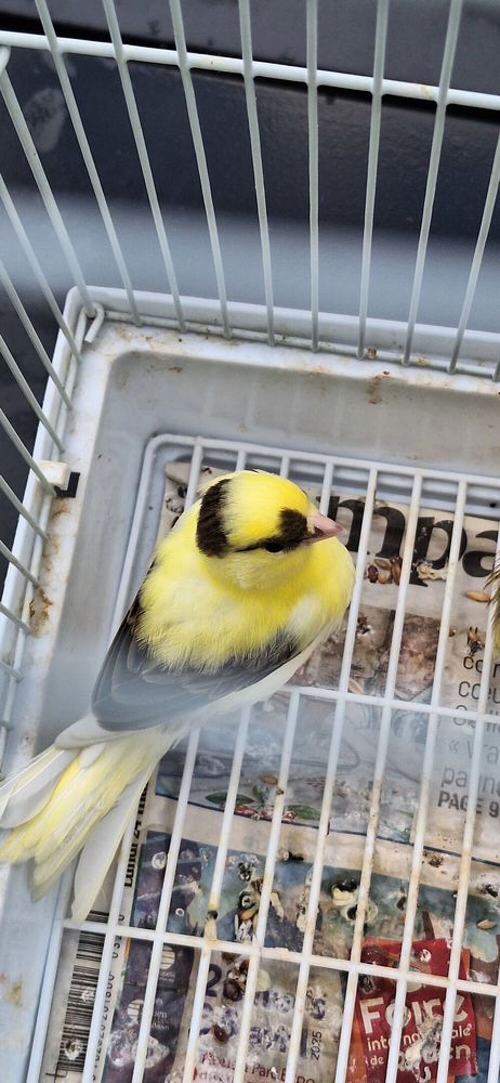   Canaris panachés Çanaris jaunes Canaris blancs. 