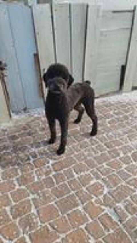   OLIVER SE TROUVE DANS UN REFUGE EN CHINE 