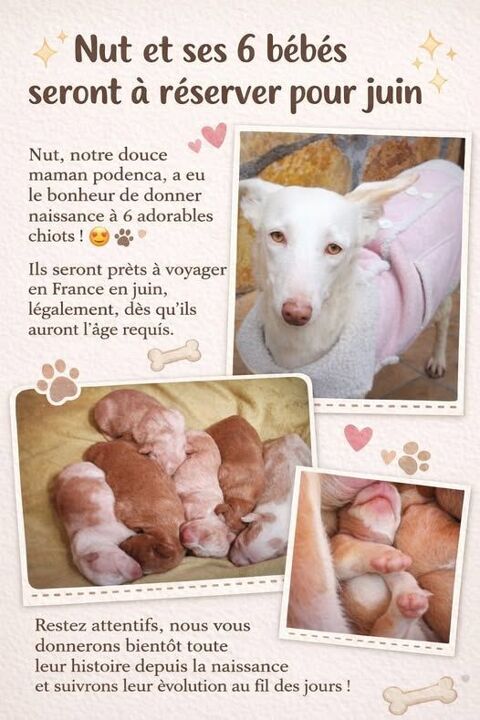 Adorables chiots podencos &agrave; r&eacute;server 220 24140 Douville