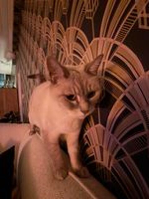   Nous donnons notre chat de cinq ans pour raisons familiales, 